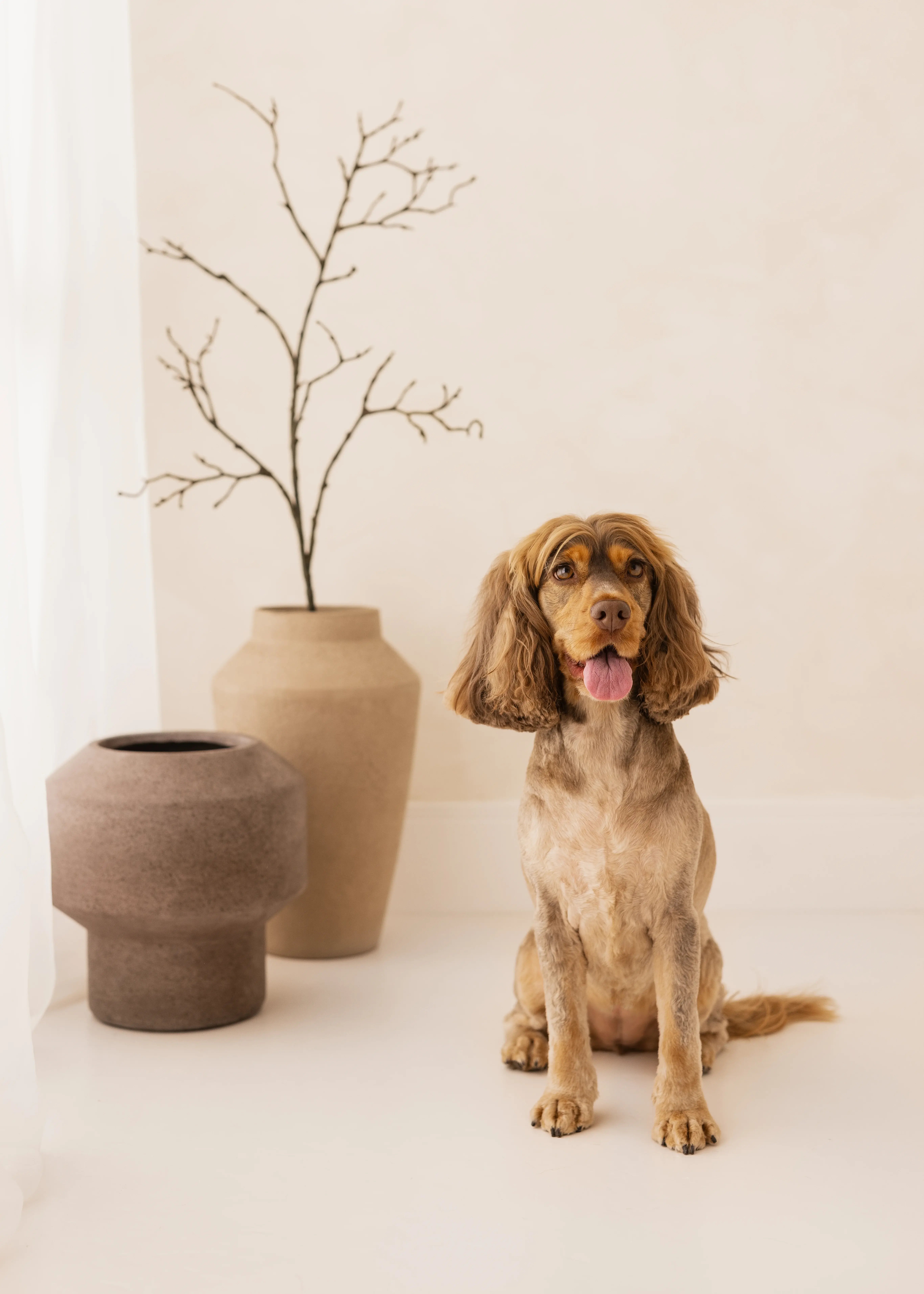A dog sitting in a neutral-toned photography studio, looking at the camera with its tongue out, styled beside minimal rustic vases.